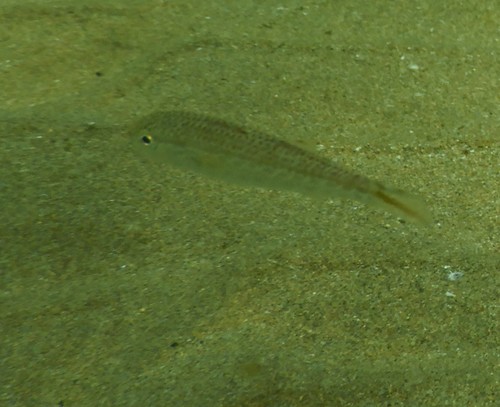 Upeneus francisi