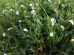 Plagiobothrys chorisianus chorisianus