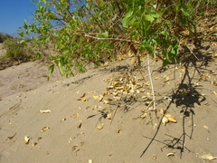 Salvadora persica