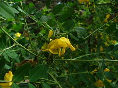 Colutea cilicica