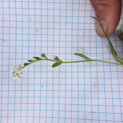 Plagiobothrys chorisianus chorisianus