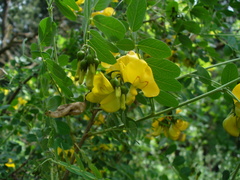 Colutea cilicica
