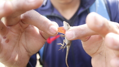 Anolis heteropholidotus