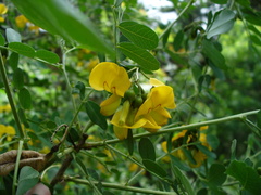 Colutea cilicica