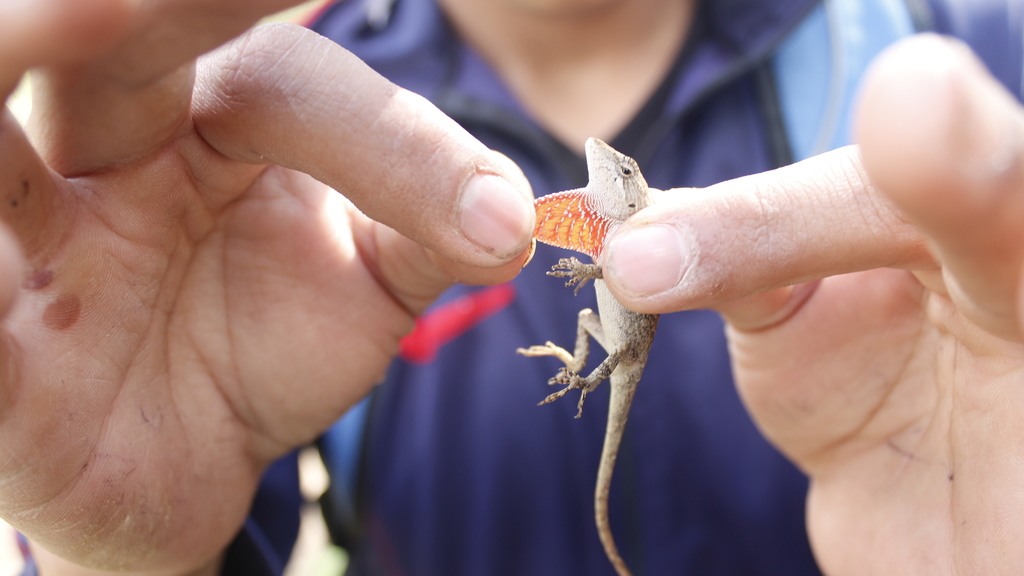 Odd-Scaled Anole