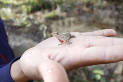 Anolis heteropholidotus