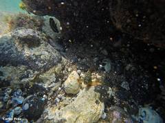 Epinephelus labriformis