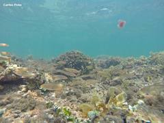 Halichoeres dispilus