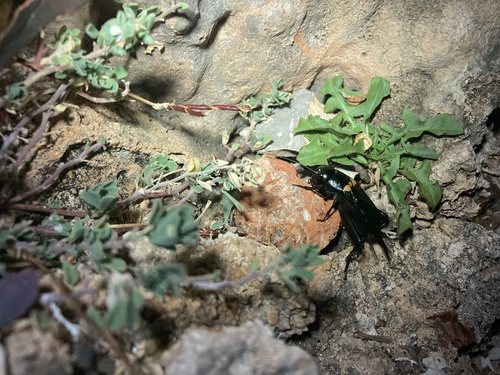 Southern Field Cricket