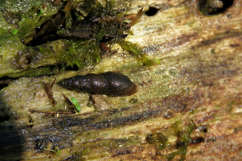 Aenigmomphiscola uvalievae