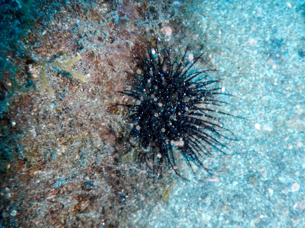 Pachycerianthus dohrni