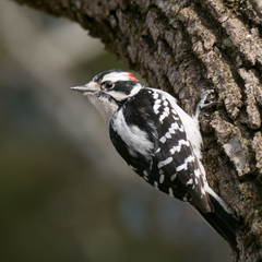 Downy Woodpecker