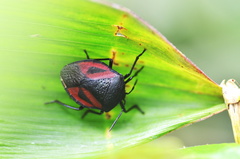 Brachystethus tricolor