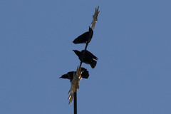 Corvus corone
