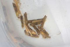 Limnephilus assimilis