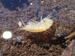 Gammarus elvirae