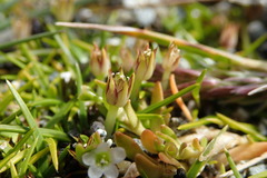 Colobanthus apetalus