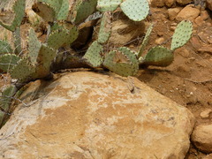 Sceloporus bimaculosus