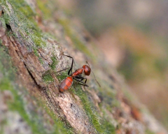 Colobopsis explodens