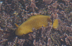 Doriopsilla fulva