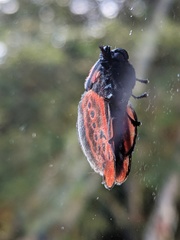 Edebessa nigropuncta