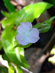 Tradescantia poelliae image