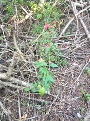 Ruellia coccinea