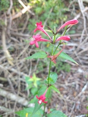 Ruellia coccinea