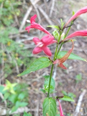 Ruellia coccinea