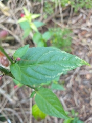 Ruellia coccinea
