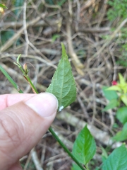 Ruellia coccinea