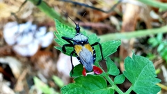 Apiomerus vexillarius