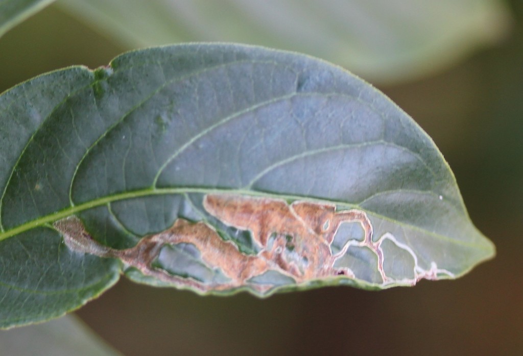 Liriomyza schmidti