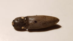 Pyrophorus noctilucus