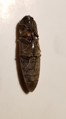 Pyrophorus noctilucus