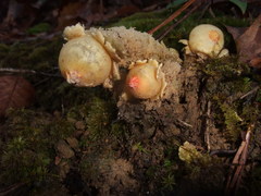 Calostoma lutescens