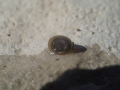 Ancylus fluviatilis