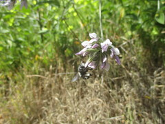 Anthophora alluaudi