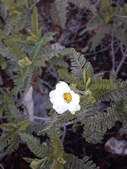 Chamaebatia australis
