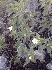 Chamaebatia australis