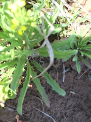 Erysimum repandum