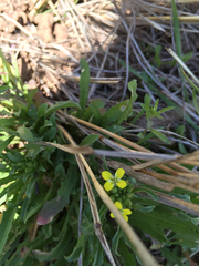 Erysimum repandum