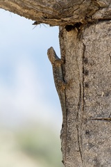 Sceloporus clarkii clarkii