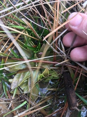 Pinguicula planifolia