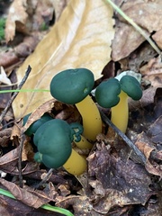 Leotia lubrica image