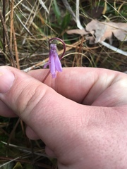 Pinguicula planifolia
