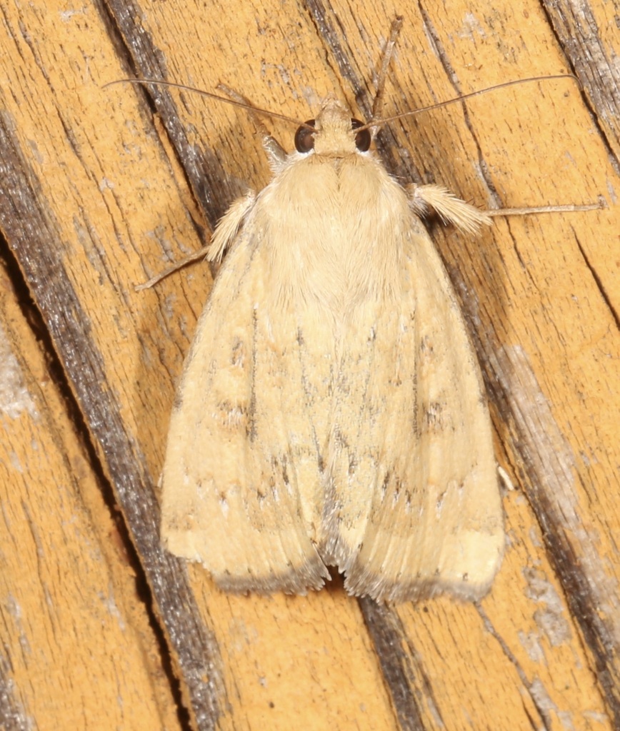 Paradoxical Grass Moth