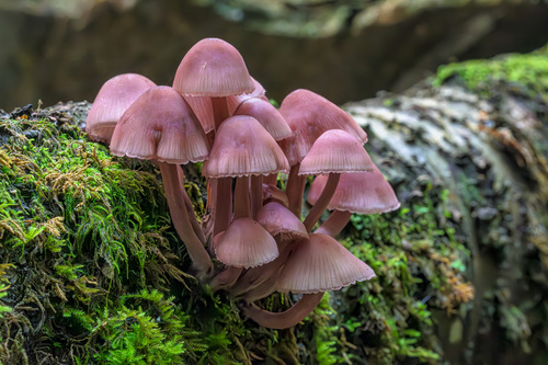 Bleeding Fairy Helmet
