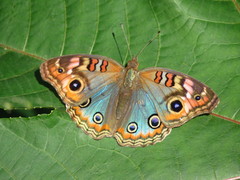Junonia genoveva hilaris