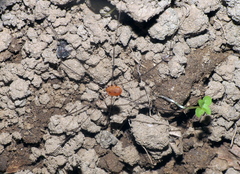 Pseudogagrella splendens